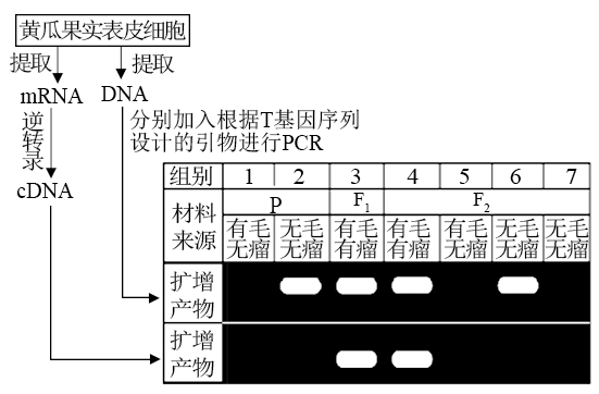 pcr扩增机器