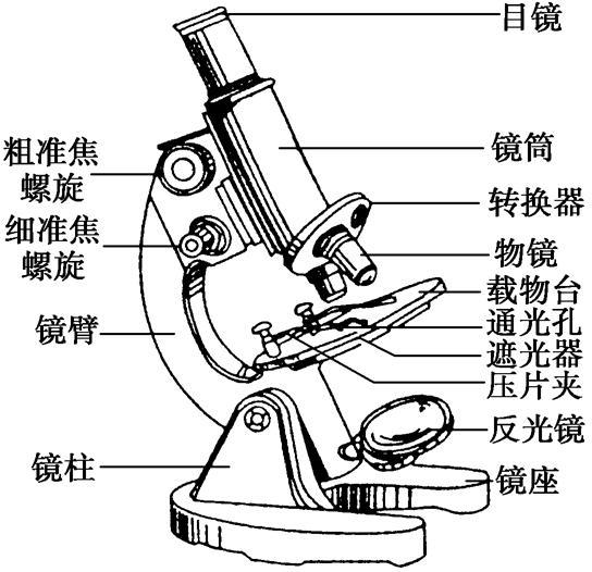 显微镜的镜头包括什么和什么