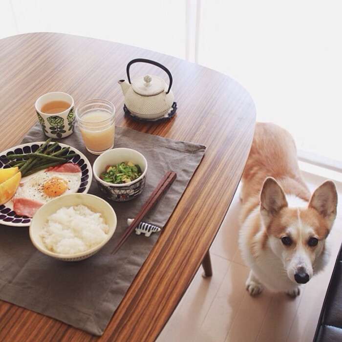 宠物食品工作室